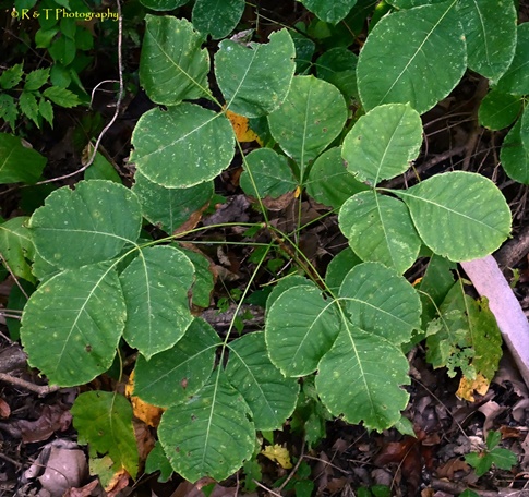 {Ptelea trifoliata}